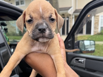 American Pit Bull Terrier – titan 7 weeks old – Central Islip