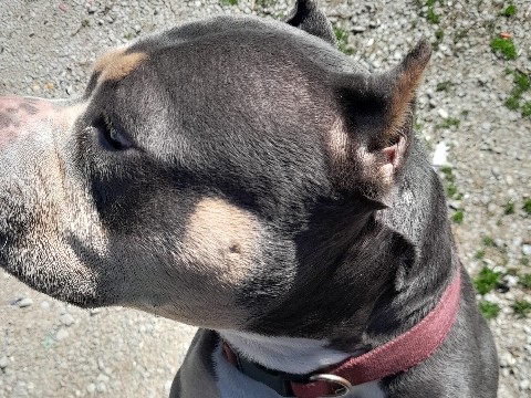 American Bulldog – Pocket Bullies for sale to a good home – Louisville