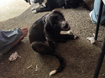 Mixed Breed – Chewy – Colorado Springs