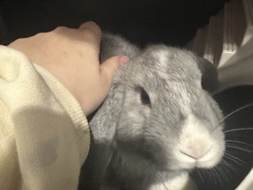 Holland Lop - beautiful baby Holland lop boy available for adoption in London