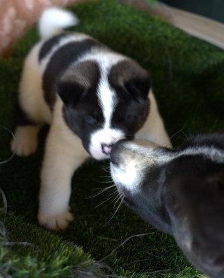 Akita – American Akita puppies – Beckley