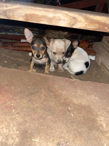 Chihuahua – apple head chihuahuas