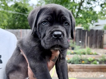 Cane Corso – Cane Corso Puppies – Arden-Arcade