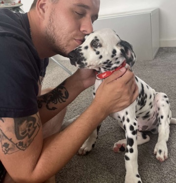 Dalmatian – 11 week old Dalmatian male