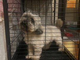 Maltese – maltese – Abu Dhabi