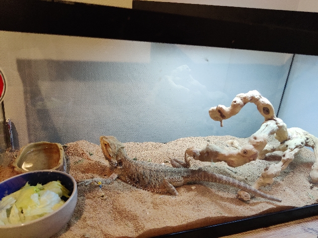 Any – bearded dragon female