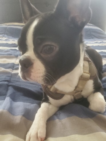 Boston Terrier – Pure Bred Boston Terrier
