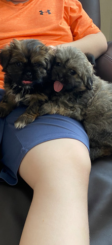 Last 2 shitzu pups looking for their forever home