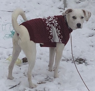Golden Retriever – Family Friendly 1 year old dog