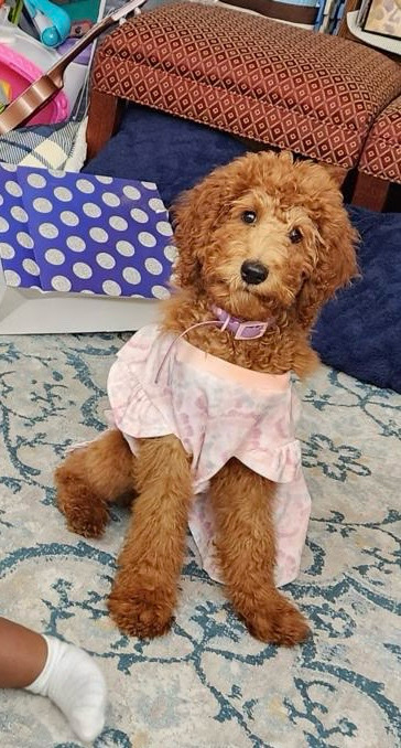 Golden Doodles
