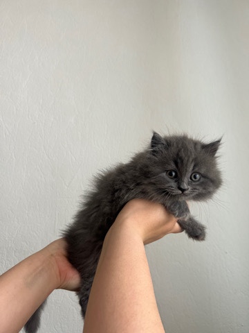 Ragdoll – ragdoll kitten