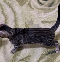Bengal – Bengal Male