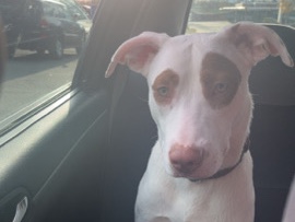 American Pit Bull Terrier - need temporary homing  available for adoption in Murfreesboro