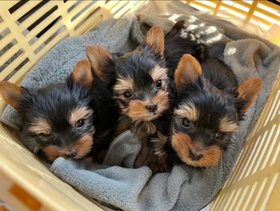 Yorkshire Terrier – Yorkie puppies