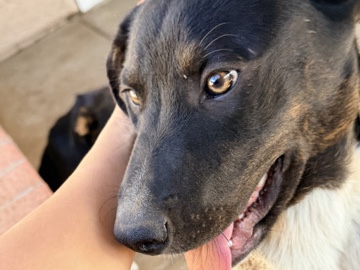 Labrador Retriever – super friendly Lab mix – San Marcos