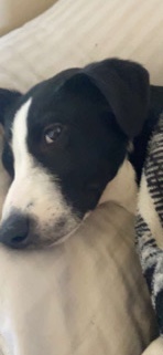 Border Collie – female border collie