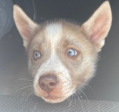Siberian Husky – Siberian husky