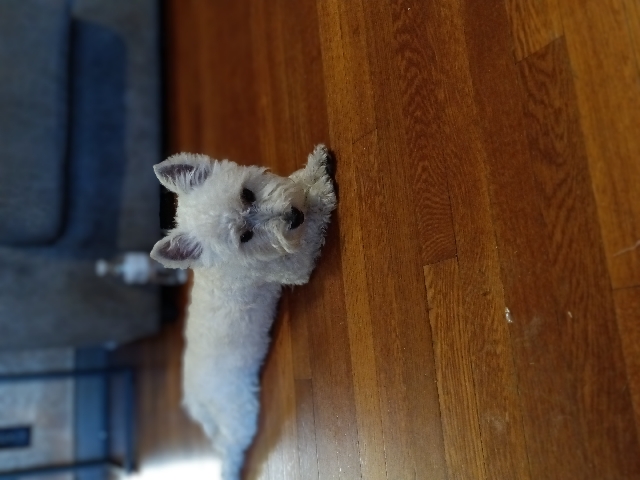 West highland terrier 
