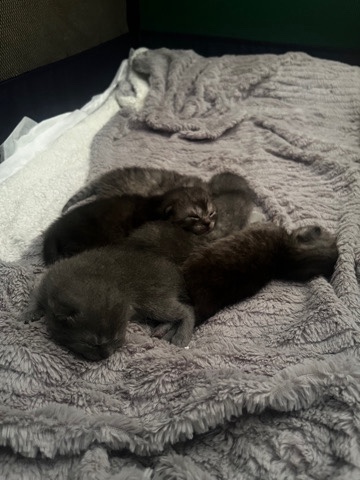British Shorthair – Bkh kitten