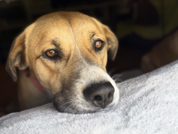 Anatolian Shepherd – Forest City