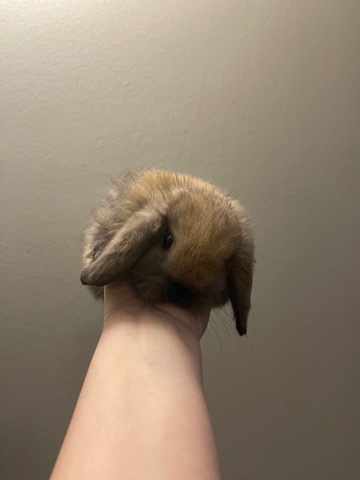 Holland Lop – Holland lop mixed with Netherland dwarfs bunny
