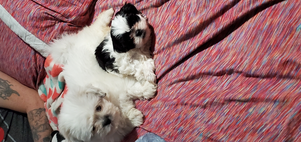 Shih Tzu – Shih-tzu