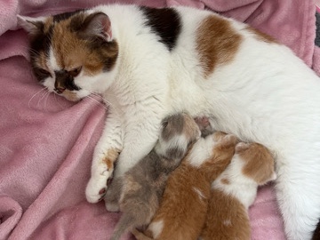 British Shorthair – 🐻Beautiful pedigree British Shorthair Kittens 🐻 – Warrington