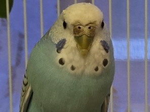 Parakeet – Kiwi – Cleveland