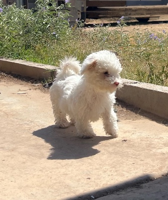 English Cocker Spaniel – puppies for sell – Riverside