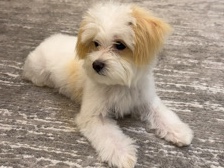 Maltipoo – 🐶 Maltipoo Puppy for Sale – أبو ظبي