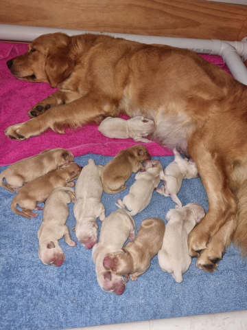 Golden Retriever – purebred Golden retriever puppies