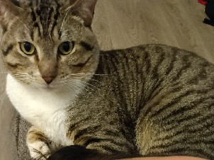 Russian White, Black and Tabby – new home for him – San Antonio