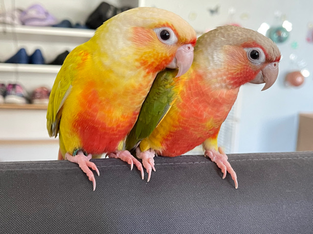 Conures – Suncheek and pineapple Conure