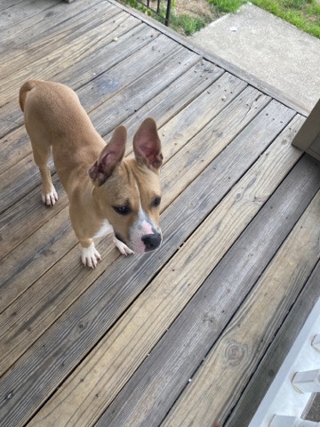 American Pit Bull Terrier – she need a home fast
