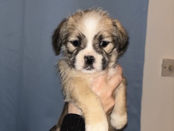 French Bulldog – French bulldog x Lhasa apso