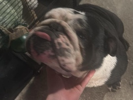 American Bulldog – Bulldog, boy – Providence