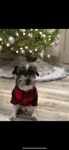 Miniature Schnauzer – miniature schnauzer