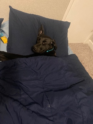 Labrador Retriever – Luna for sell – Hill Country Village
