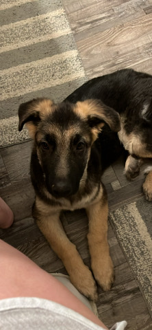 German Shepherd – German Shepard puppy. send number if interested