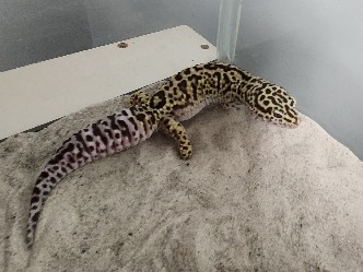 Male Leopard Gecko for Adoption