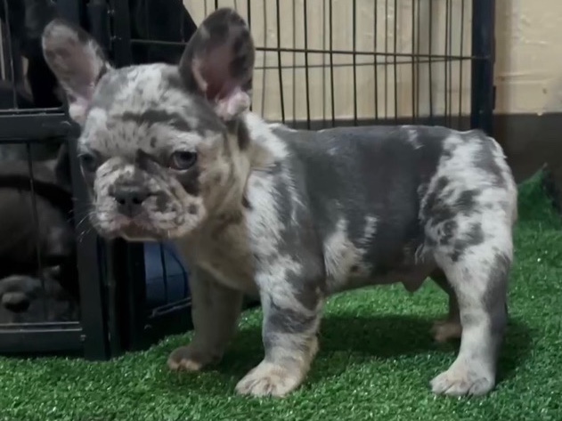 French Bulldog – French bulldog Merle – Oklahoma City