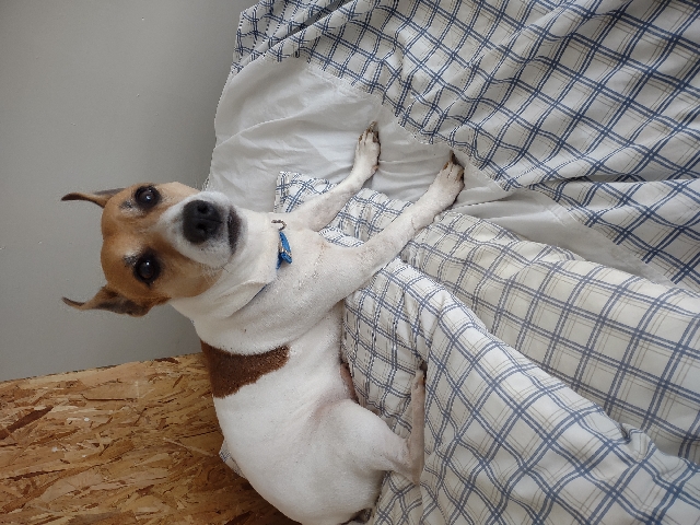 Jack Russell Terrier – For sale