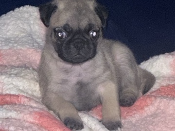 Pug – pug puppies – Fontana