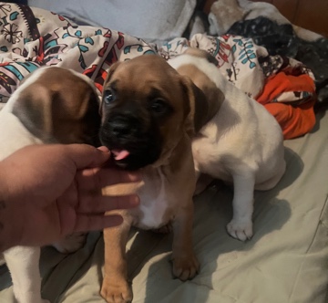 boxer / frenchie mix