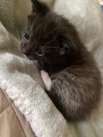 Maine Coon – Black Smoke Ghost Kitten