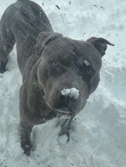 American Pit Bull Terrier – Gotti/Razor 1 yr old