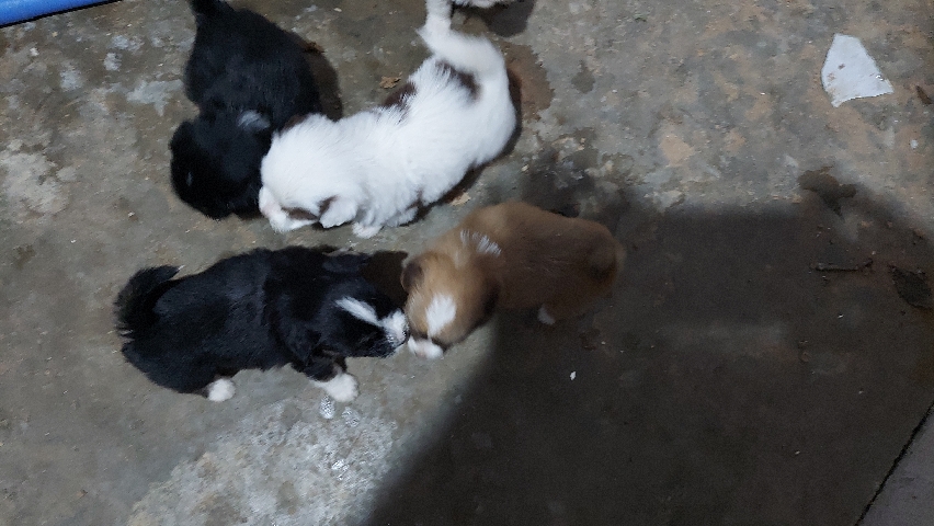 Lhasa Apso – lhasa apso