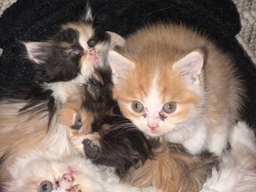 Persian (Traditional) – Persian Kittens – Grand Rapids