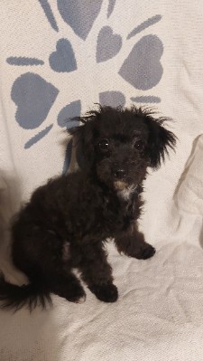 Poodle – Bichonpoo black female puppy Sabriana – Pittsburgh
