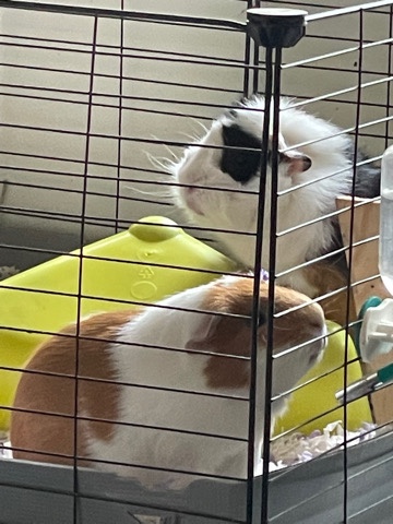 Bonded Guinea Pig Pair